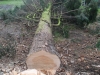 Tree Removal Essex