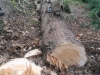 Tree Removal Essex