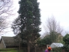 Tree Removal Essex