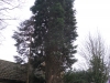 Tree Removal Essex