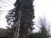 Tree Removal Essex