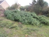 Tree Removal Essex