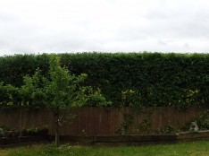 Hedge Trimming