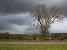 Storm Damaged Trees